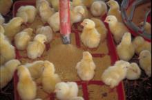 soybean   meal  for animal feed