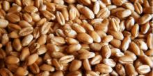  Soft   milling   wheat 