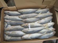  Frozen   Horse   Mackerel 