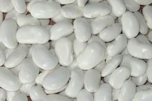 Large White Kidney Beans- 2014 Crop- Factory Direct Sale