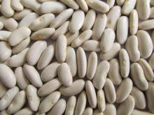Medium White Kidney Beans Yunnan 2014 Plant Direct Sale
