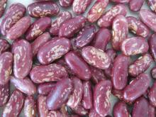 Dark Red Speckled Kidney Beans