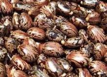 Castor  Bean   Seed 