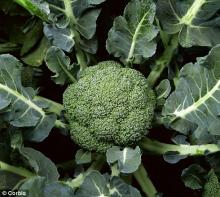 Broccoli extract