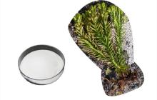 Huperzine Serrate Extract