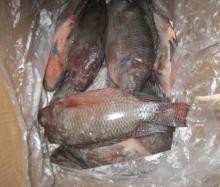 Frozen Tilapia Whole Round 500-1000G