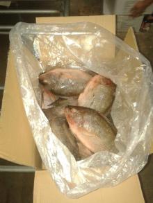 Frozen Tilapia(OREOCHROMIS NILOTICUS)