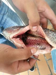 Copy of Tilapia Gutted 300-500