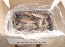 TILAPIA WR 200-300