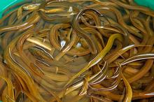 Live Eel(Anguilla Anguilla, Anguilla Japonica, Anguilla Marmorata)
