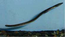 Live Eel( Anguilla   Anguilla ,  Anguilla   Japonica ,  Anguilla  Marmorata, Glass Eel))
