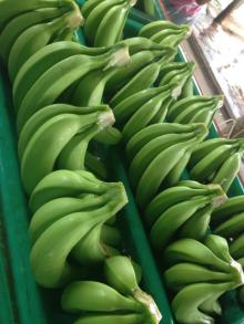Green Cavendish bananas