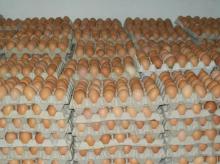 Fresh white and brown Chicken Eggs