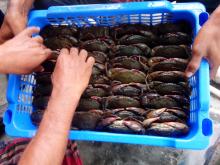  Soft   Shell   Crab 