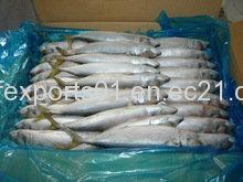 Whole Round of Mackerel Fish New Coming