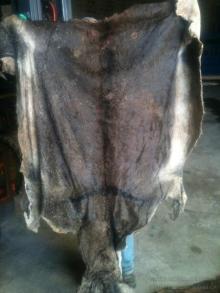 Wet Salted Cattle Hides, Horse, Donkey, Cow, Sheep Hides