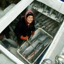 Salmon  Fish ---