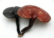 Ganoderma   lucidum   extract 