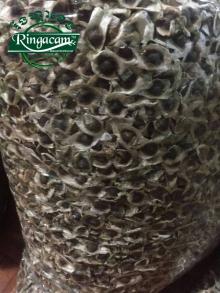 Moringa Seeds