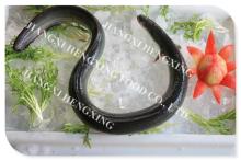 frozen gutted eel fish