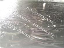 frozen eel fish, river eel