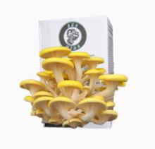 Oyster lemon mushroom mini farm