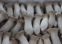 Fresh  eryngii  mushrooms