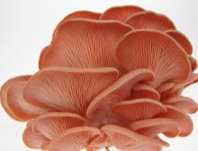  Fresh   oyster  pink, lemon