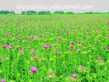 silymarin powder UV80% milk thistle extract p.e powder