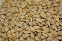  feed   barley 