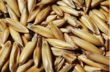 barley