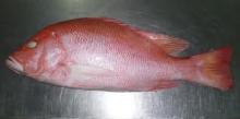 Frozen Red Snapper Fish
