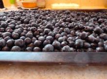 Aronia Berries