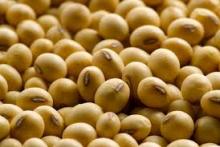Soyabeans