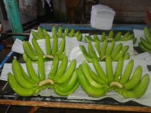 Copy of Fresh Green cavendish Banana