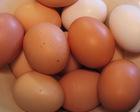  Fresh   table   chicken  egg white and brown size : 40g-50g-60g-65g-70g