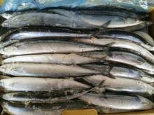  Frozen  Seafood  Frozen   Pacific   Saury  WR