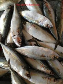  Frozen   Indian   Mackerel 