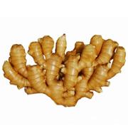 Fresh Ginger with Good Quality
