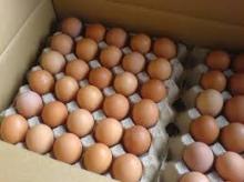 Chicken Eggs 63-72 grams of each L Size
