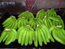 Class A Cavendish Bananas