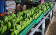 Cavendish green bananas