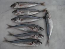 Sell  Korean  Frozen Horse mackerel