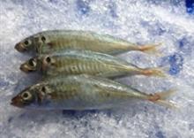 ROUND  SCAD 