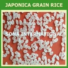 JAPONICA /ROUND RICE/SUSI WHITE RICE 5% BROKEN - GOOD QUALITY