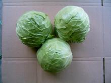 Fresh sweet cabbage