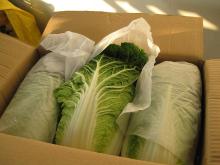 Fresh  Chinese   Cabbage 