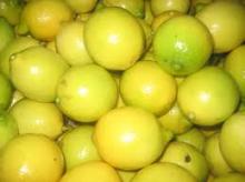 YELLOW ADALIA LEMONS