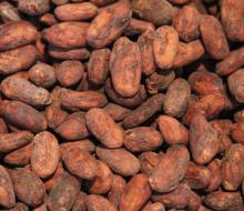 Natural Organic Cocoa Beans