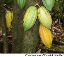 Cocoa Bean Extract